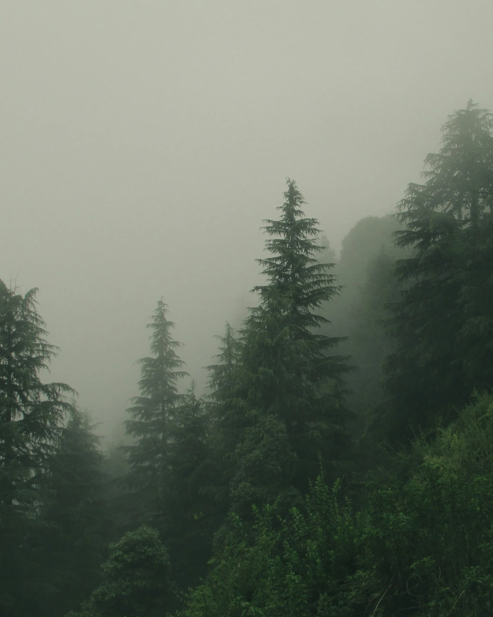 uttarakhand forest